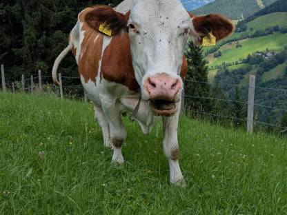 Fleckviehkuh mit Kalb