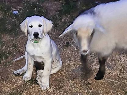 Golden Retriever (DP-Linie)