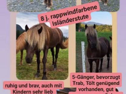 8 j. Isländerstute