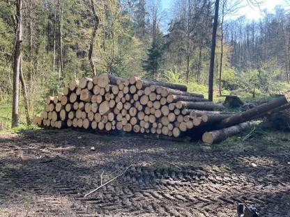 Bild 5:Holzschlägerung/Baumfällung