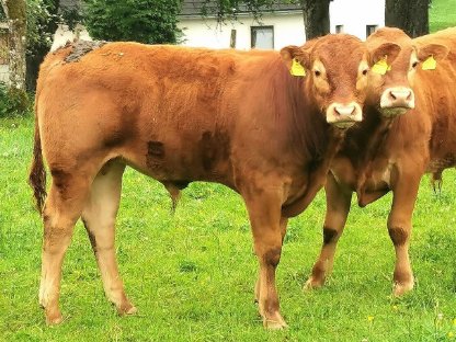 Limousin Stiere genetisch hornlos