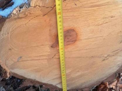 Bild 6:Obstbaumstämme