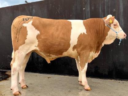 Bild 2:Fleckvieh Deckstier Sprungstier Zuchtbulle Deckbulle