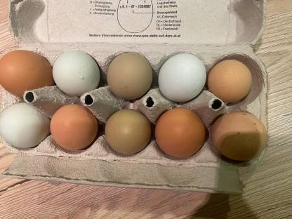 Bild 2:Bruteier Mix