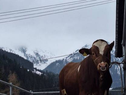 Fleckvieh Stier