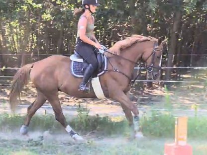 Bild 5:Liebe 6-j. Kisberi Stute