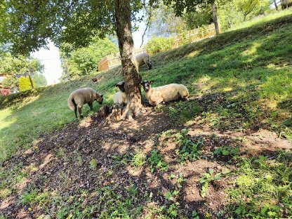 Shropshire Lämmer aus 2025