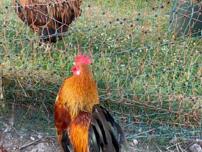 Bild 4:Steinpiperl-Paar und Orpington