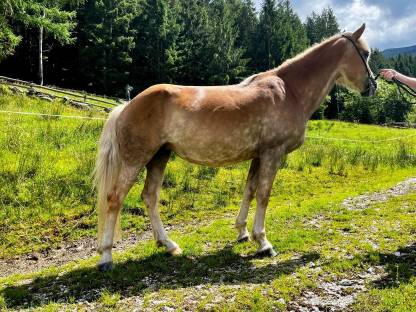 Bild 4:Tiroler Haflingerstute