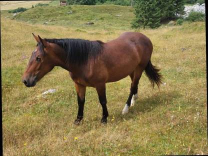 Bild 2:Noriker Zuchtstute jährig