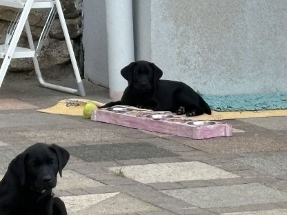 Labrador Retriever