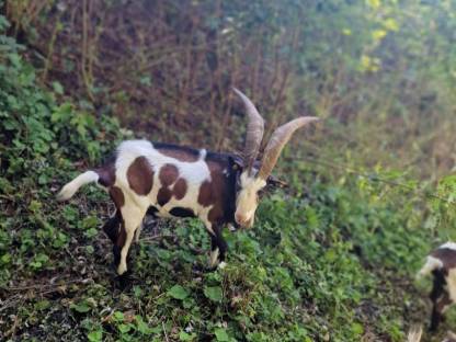 Bild 3:Joker Tauernscheck Bock