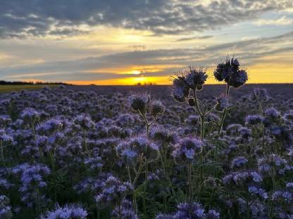 Phacelia