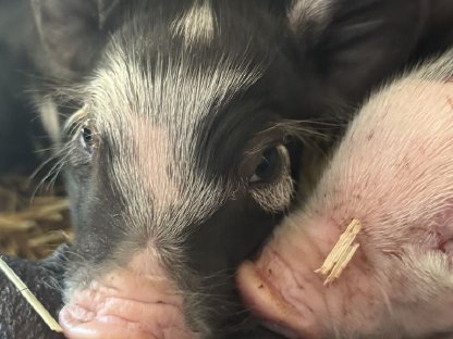 Bio Ferkel Berkshire x Piètrain