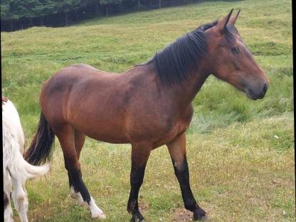 Bild 3:Noriker Zuchtstute jährig