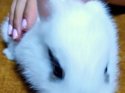 Hasen, Zwergkaninchen