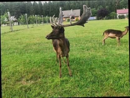Bild 3:Damhirsch