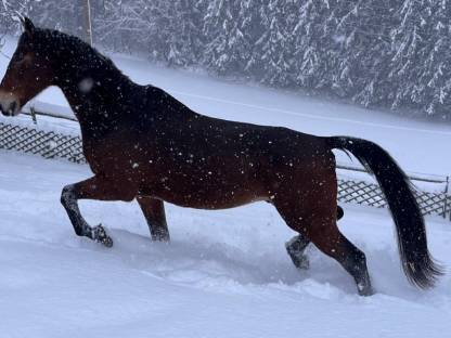 Bild 6:Alibi und Troja