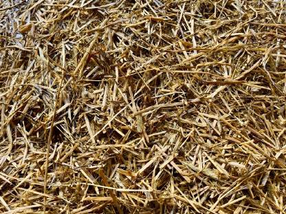 Bild 3:Grünschnittroggen Silage 2025