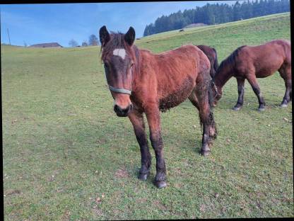 Bild 3:Mohrenkopf Wallach Hengste