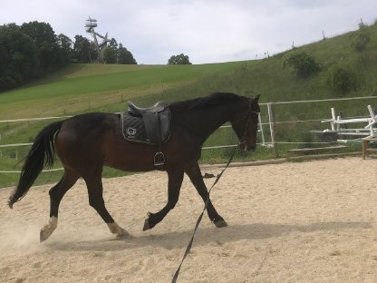 Bild 4:Wunderschönes Warmblut zu verkaufen