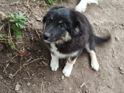 Border Collie Welpe