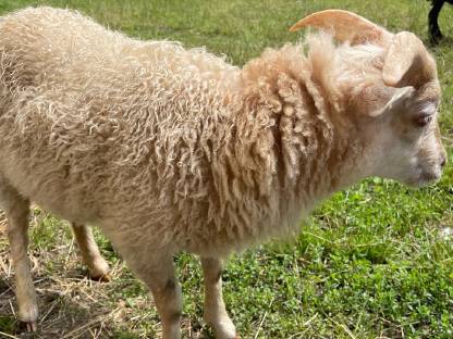 Bild 9:Ouessantschaf Widder