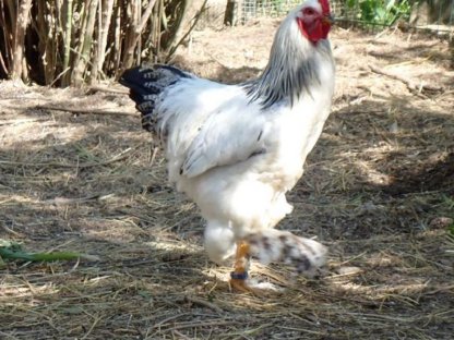 Brahma Hahn WSC