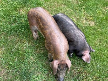 Bild 5:Iberico und Iberico x Duroc Ferkel