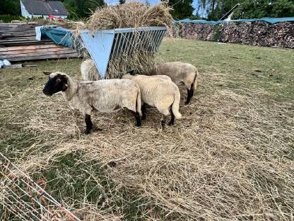 Bild 2:Shropshire Schafe zu verkaufen