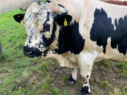 Bild 6:Pustertaler Sprinzen Stiere