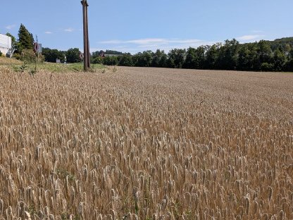 Triticale