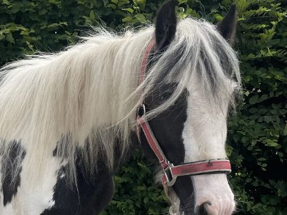 Pony Stute Mini tinker