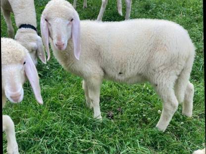 Bild 2:Tiroler Bergschafwidder