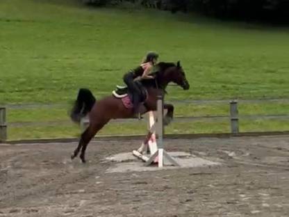 BDH Silas ibn Sauda Zahra - Partbred Araber