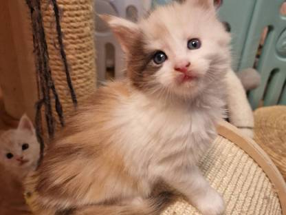 Maine Coon mit Stammbaum