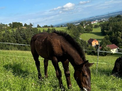 Bild 2:Norikerstutfohlen