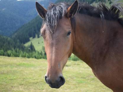 Bild 2:Norikerstute Selly