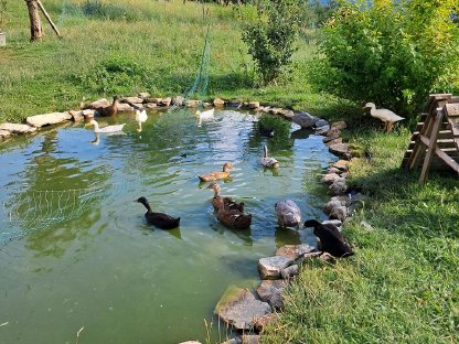 Bild 3:Enten zu verkaufen