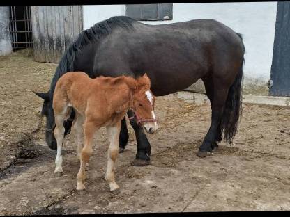 Bild 4:Noriker Stute