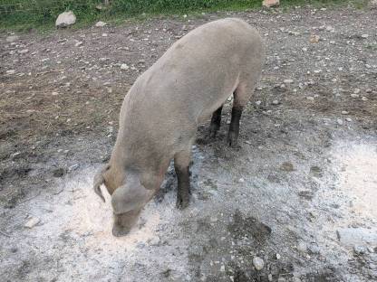 Bild 4:Schlachtschweine