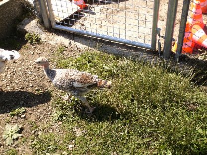 Truthähne ,Enten , Hähne ,beringt