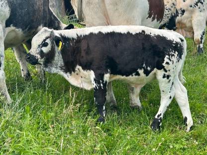 PSS Stierkalb Bio