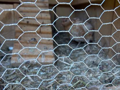 Bild 3:2 männliche Wachteln