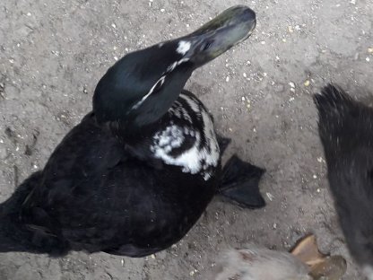 Bild 4:Smaragdenten, Stockenten, Mischlinge