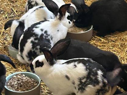 Bild 2:Junge Fleischhasen