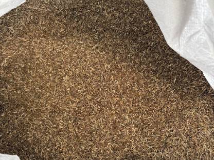 Bild 2:Bio Kümmel B-Ware