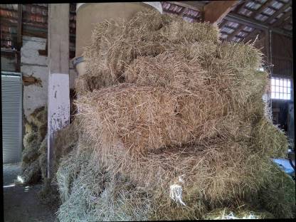 Bild 2:Bio Heu Kleinballen