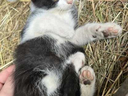 Bild 3:Bauernhof - Katzen