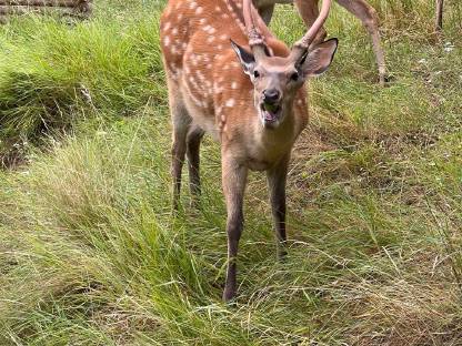 Bild 7:Sikahirsch